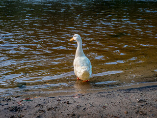 White Duck Leaving