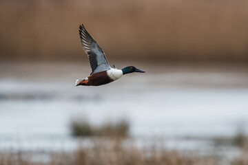 Northern Shoveler, Shoveler, Anas clypeata male in flight in Devon in England, Europe