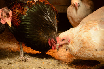 Inside the Chicken Coop
