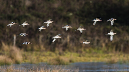 Black-tailed Godwit, Limosa limosa in the flight in environment