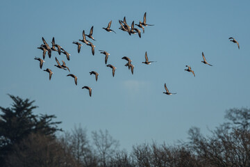 Brent Geese  in flight, Brent Goose, Branta bernicla in Devon in England, Europe