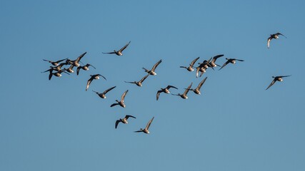 Brent Geese  in flight, Brent Goose, Branta bernicla in Devon in England, Europe
