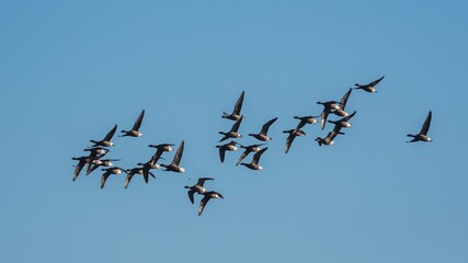 Brent Geese  in flight, Brent Goose, Branta bernicla in Devon in England, Europe