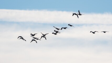 Brent Geese  in flight, Brent Goose, Branta bernicla in Devon in England, Europe