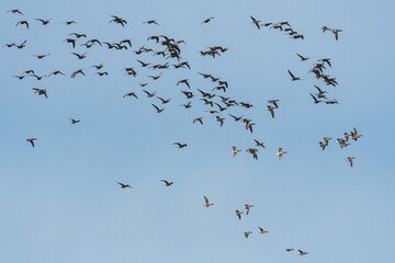 Brent Geese  in flight, Brent Goose, Branta bernicla in Devon in England, Europe