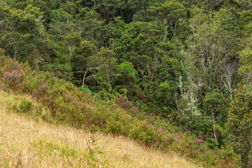 Biodiverso, bosques húmedos colombianos 