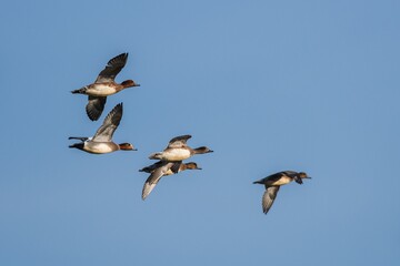 Fototapeta na wymiar Eurasian Wigeon, Mareca penelope birds in flight in sky