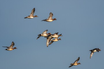 Eurasian Wigeon, Mareca penelope birds in flight in sky