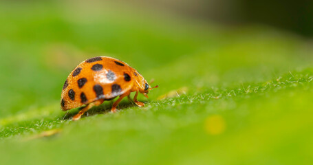 Obraz premium Close up of Ladybug on green leaf with blurred background.