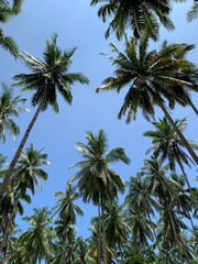 Obraz na płótnie Canvas palm tree in the sky