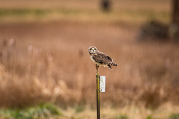Short-eared owl looking at camera perched on a sign post at sunrise or sunset in Pacific Northwest, USA