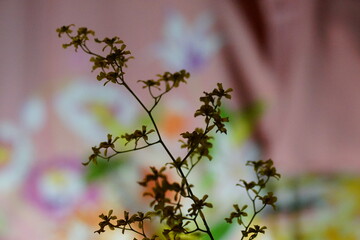 小型の蘭のシルエットと背景のオリエンタルな柄の布