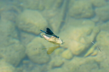 blue Dragonfly surfing on leaf in a clear water river with stones on ground