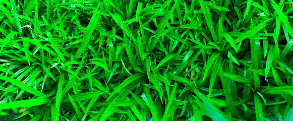 Beautiful leaf surface pattern for background design. natural line arrangement of plants in nature.