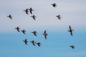 Eurasian Wigeon, Mareca penelope birds in flight in sky