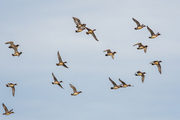 Eurasian Wigeon, Mareca penelope birds in flight in sky