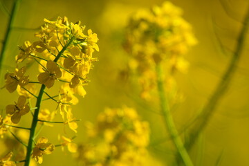 暖かい春の日の菜の花