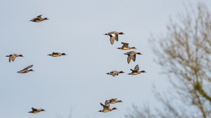Eurasian Wigeon, Mareca penelope birds in flight in sky