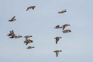Eurasian Wigeon, Mareca penelope birds in flight in environment