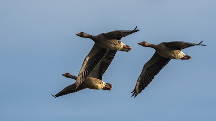Greylag Geese, Greylag Goose, Anser anser in flight on the sky