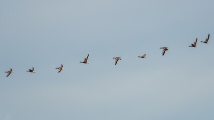 Greylag Geese, Greylag Goose, Anser anser in flight on the sky