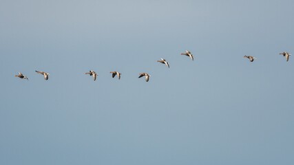 Greylag Geese, Greylag Goose, Anser anser in flight on the sky