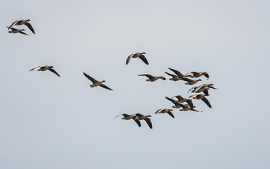 Greylag Geese, Greylag Goose, Anser anser in flight on the sky