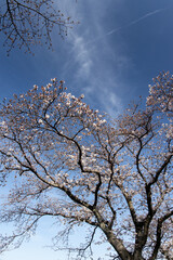 青空の桜