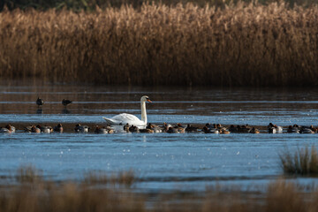Obraz premium Mute Swan, Cygnus olor in the morning sun light on frozen river