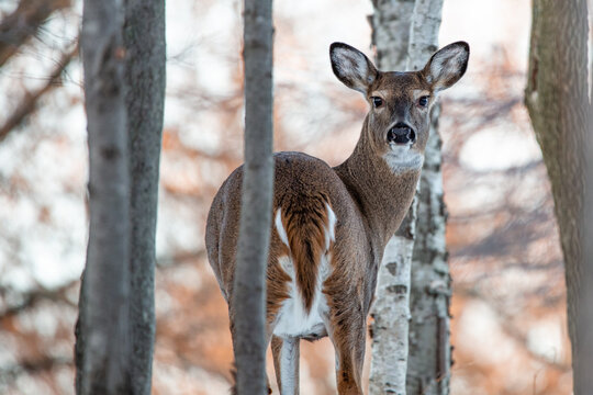 Female white-tailed deer (Odocoileus virginianus) in a Wisconsin woods