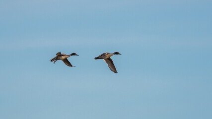 Northern Pintail, Anas acuta birds in flight on the sky