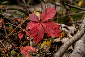 Deep Red Leaves Emerge From The Forest Floor
