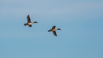 Northern Pintail, Anas acuta birds in flight on the sky