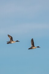 Northern Pintail, Anas acuta birds in flight on the sky