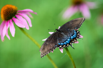 Black Swallowtail butterfly on a cone flower in Summer in Wisconsin