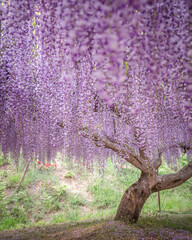 兵庫県 白毫寺 藤