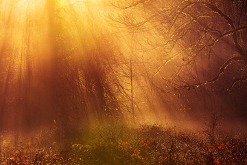 Golden sunset or sunrise in the foggy forest with rays of light shining through the trees