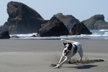 dog on the beach