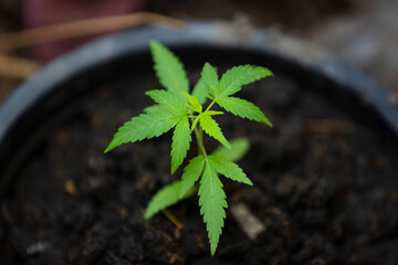  close up of Marijuana in pot
