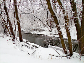 winter forest in the snow