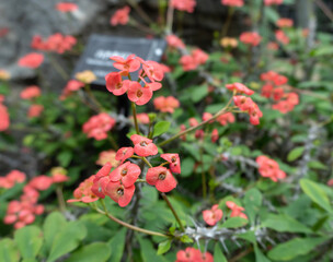 red and yellow flowers