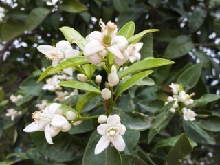 Beautiful white orange tree flowers