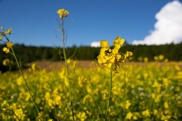 Field of yellow flowers in the forest in a sunny day.