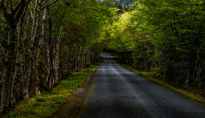 Obraz premium Empty road in the autumn forest