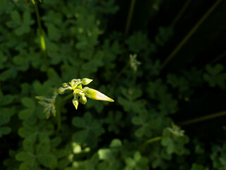 White spring flower bud with a dark green plant background