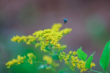 Blue fly on yellow flowers 
