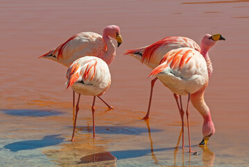 Four James Flamingo (Phoenicoparrus jamesi) in the Laguna Colorada, Uyuni, Bolivia. © SL-Photography