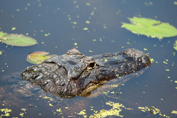 Alligator in the Florida water 