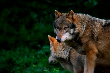 Naklejka na ściany i meble European grey wolves in the dark forest