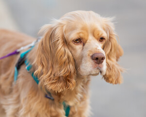 Blonde American Cocker Spaniel Dog